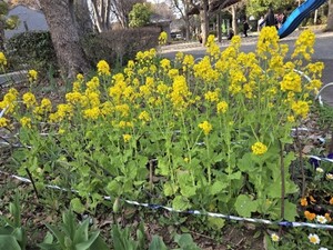くすのき公園の菜の花