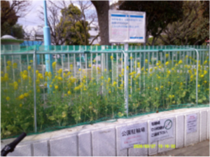 下丸子なかよし公園の菜の花