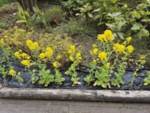 ザ・リバープレイスの菜の花