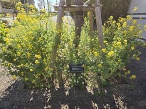 シエルズガーデンの菜の花