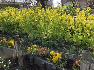 下丸子公園の菜の花