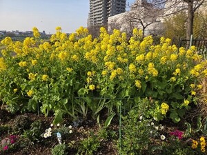 多摩川河川敷一部の菜の花