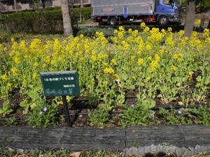 東京サーハウスの菜の花