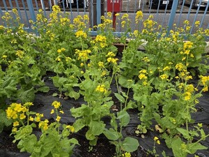 矢口二丁目小公園の菜の花