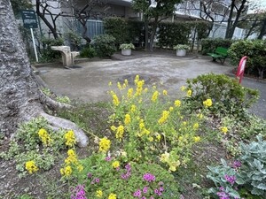 矢口三丁目児童公園の菜の花