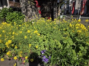頓兵衛地蔵の菜の花