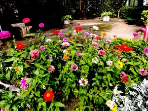 千鳥三丁目児童公園のジニア