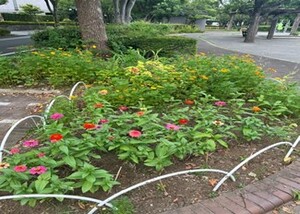 くすのき公園のジニア
