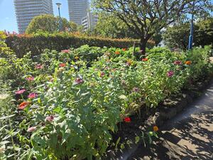 下丸子公園のジニア