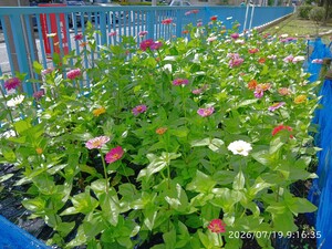 矢口二丁目小公園のジニア