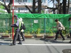 写真：下丸子保育園の菜の花も満開でした