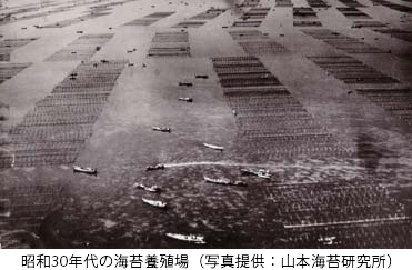 昭和30年代の海苔養殖場（写真提供：山本海苔研究所）
