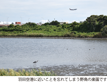 羽田空港に近いことを忘れてしまう野鳥の楽園です