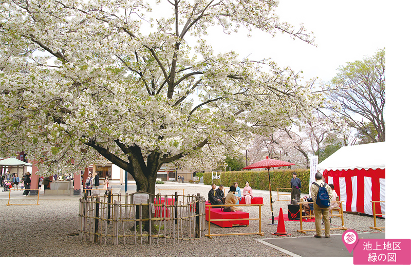 池上本門寺の笹部桜