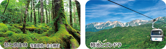 （左）苔と原生林 写真提供：佐久穂町／（右）栂池とゴンドラ