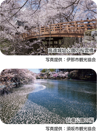 （上）高遠城址公園の桜雲橋（提供：伊那市観光協会）／（下）臥竜公園の桜（提供：須坂市観光協会）