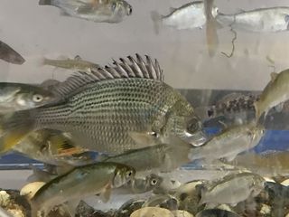 「大森ふるさとの浜辺の生き物たち」