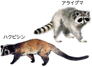 ハクビシン・アライグマの被害でお困りの方へについての画像