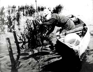 大森 海苔のふるさと館　写真展「竹ヒビで海苔を採っていたあの頃　海苔網以前の海苔養殖」についての画像