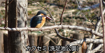 自然観察会「池のみち」洗足池　冬のバードウォッチングについての画像