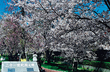 二十一世紀桜まつりについての画像