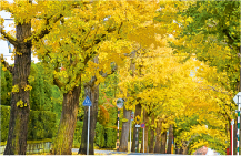 イチョウの写真