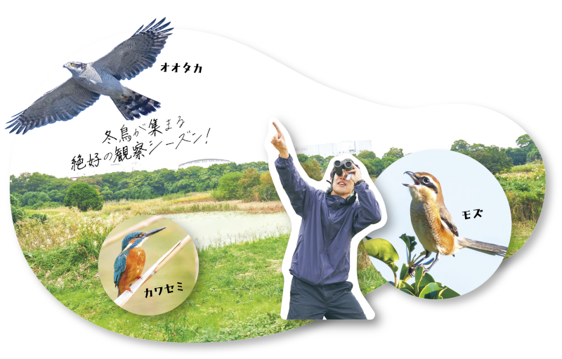 東京港野鳥公園についての画像