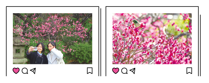 池上梅園のご案内についての画像