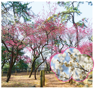 宝来公園（ほうらいこうえん）についての画像