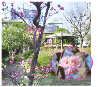 桜梅公園（おうばいこうえん）についての画像