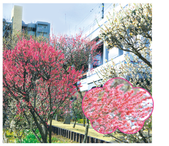 聖蹟蒲田梅屋敷公園（せいせきかまたうめやしきこうえん）についての画像