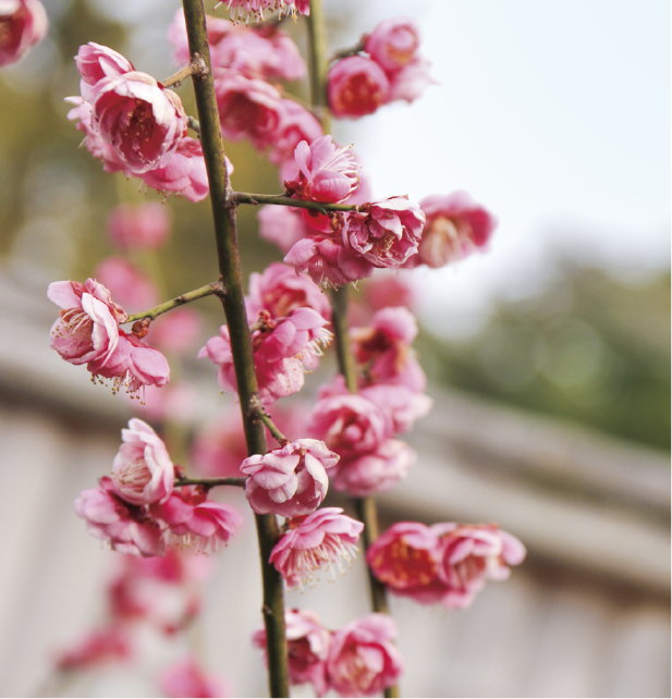 座論梅（ざろんばい）の画像