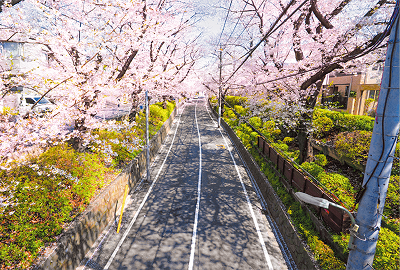 桜坂（さくらざか）についての画像