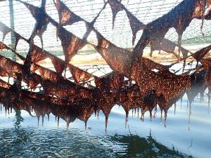 画像：生育した海苔網の生海苔