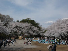 写真：多摩川台公園の桜