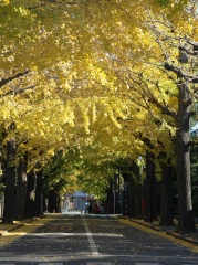 写真：田園調布のイチョウ並木