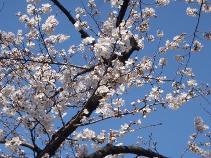 写真：花を多く咲かせている枝の様子