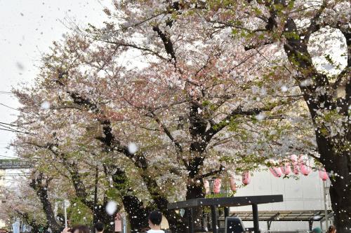 第33回馬込文士村大桜まつりの桜吹雪