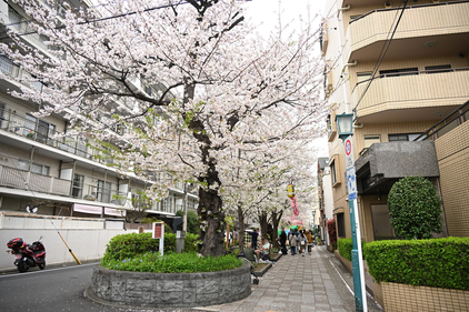 第35回馬込文士村大桜まつりの桜並木