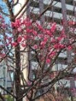 写真：梅屋敷公園の梅