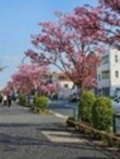 写真：東邦医大通りの桜