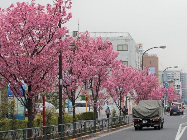 陽光桜