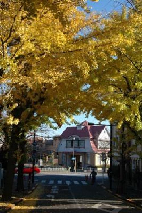 写真：田園調布イチョウ並木