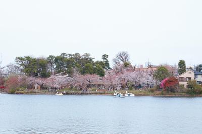 画像：桜（洗足池公園）