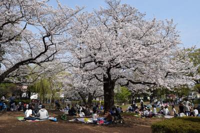 画像：桜（萩中公園）