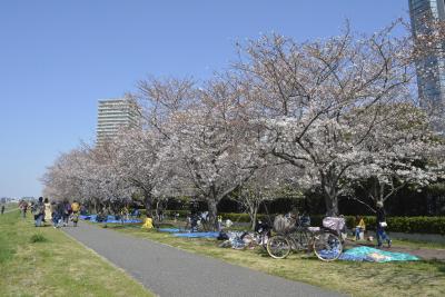 画像：桜（二十一世紀桜）