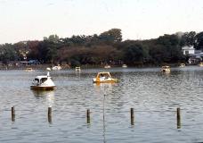 画像リンク：写真　洗足池公園(昭和60年から64年代)