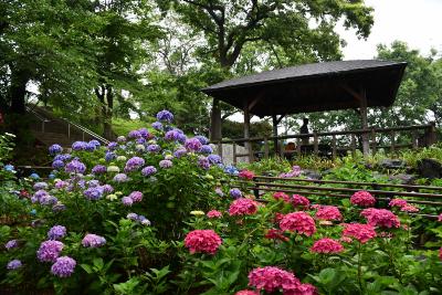 画像：アジサイ（多摩川台公園）