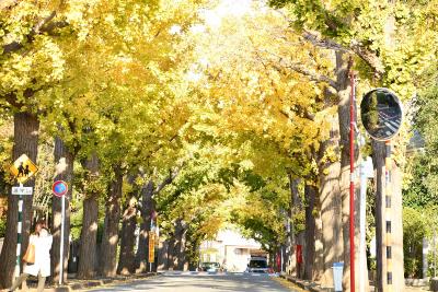 画像：黄葉（田園調布イチョウ並木）