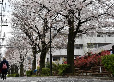 画像：桜（洗足流れ）